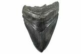 Fossil Megalodon Tooth - South Carolina #236369-2